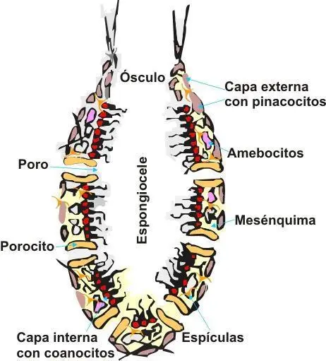 Estructura de las esponjas