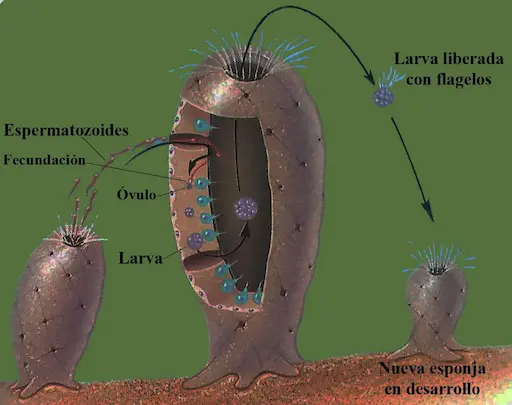 Reproducción sexual en las esponjas