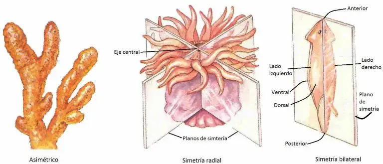 Tipos de simetría en el reino animal.