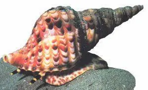 caracol marino