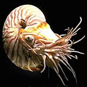 Nautilo