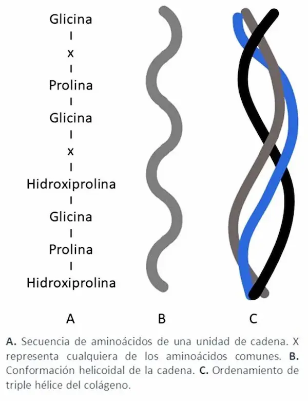 Colágeno