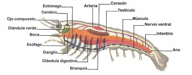 Artrópodos