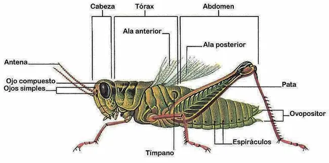 Insecto