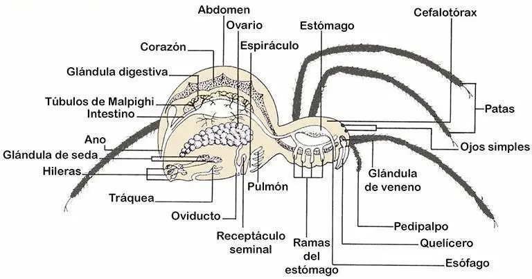 Artrópodos