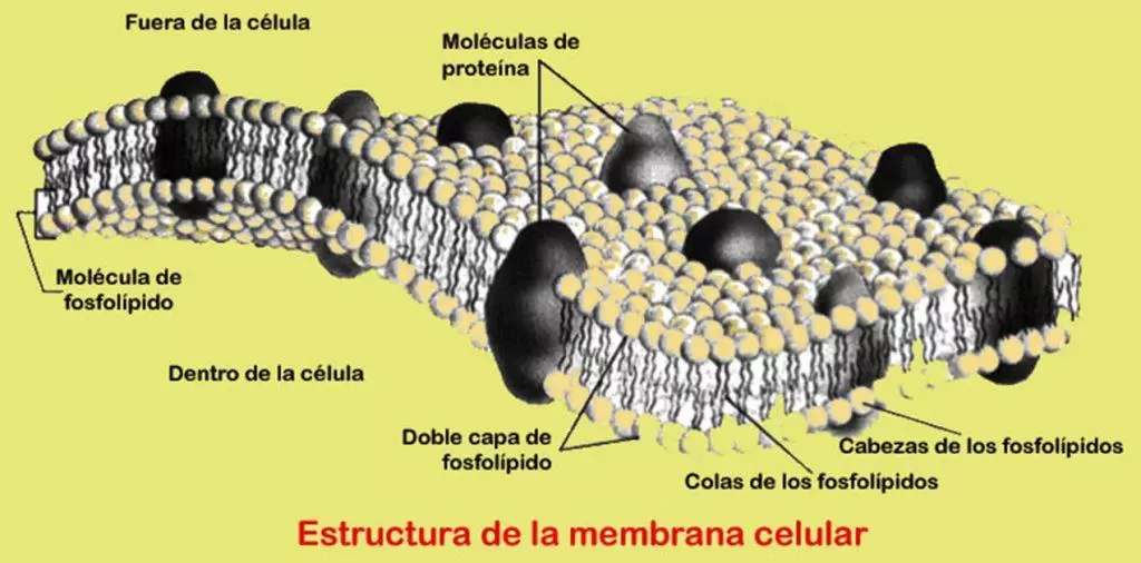 membrana celular