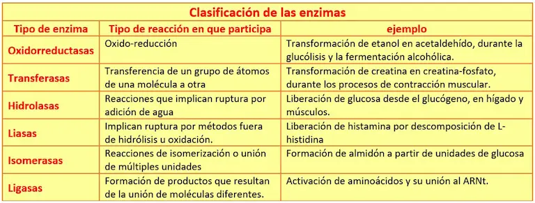 clasificación de las enzimas