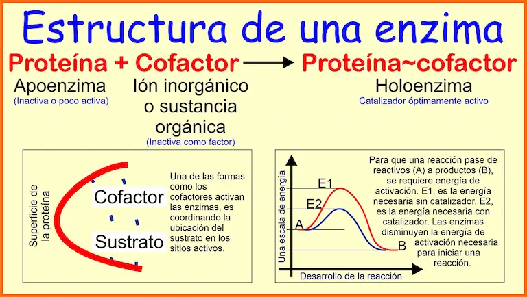 Las enzimas