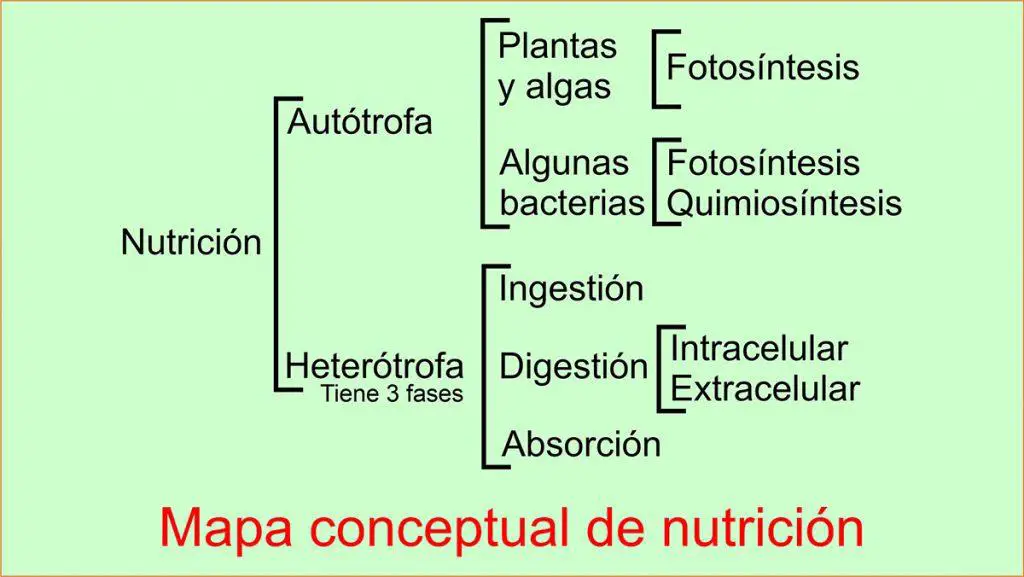 Nutrición: Etapas y clases: nutrición autótrofa y heterótrofa