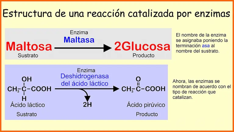 Las enzimas