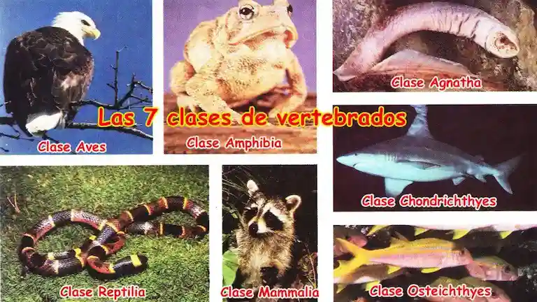 Los vertebrados