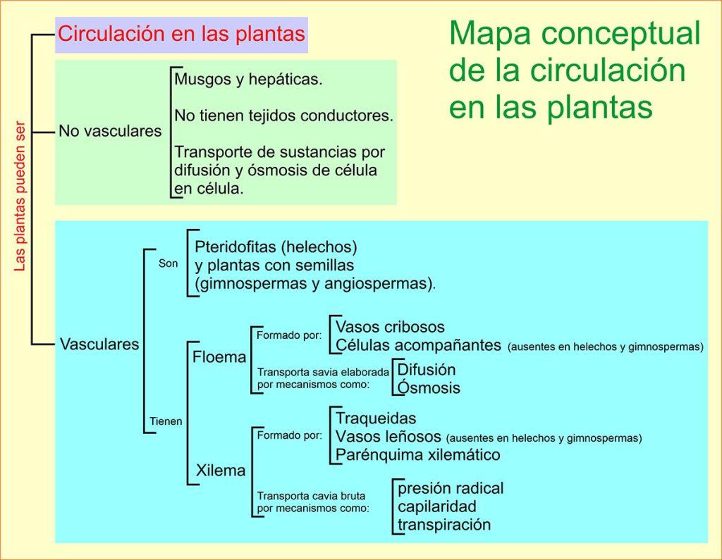circulación en las plantas