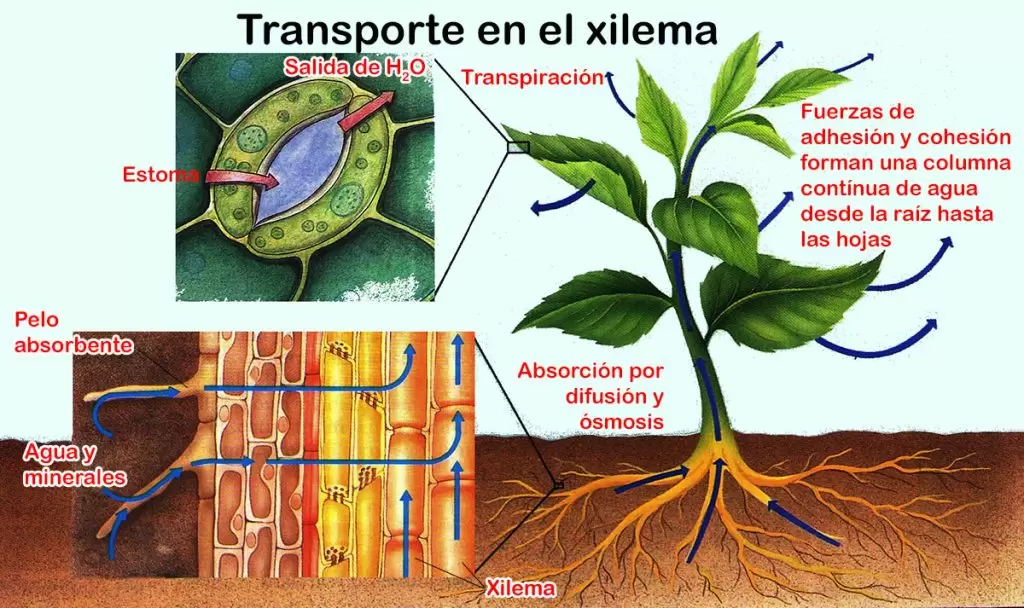 Circulación en las plantas