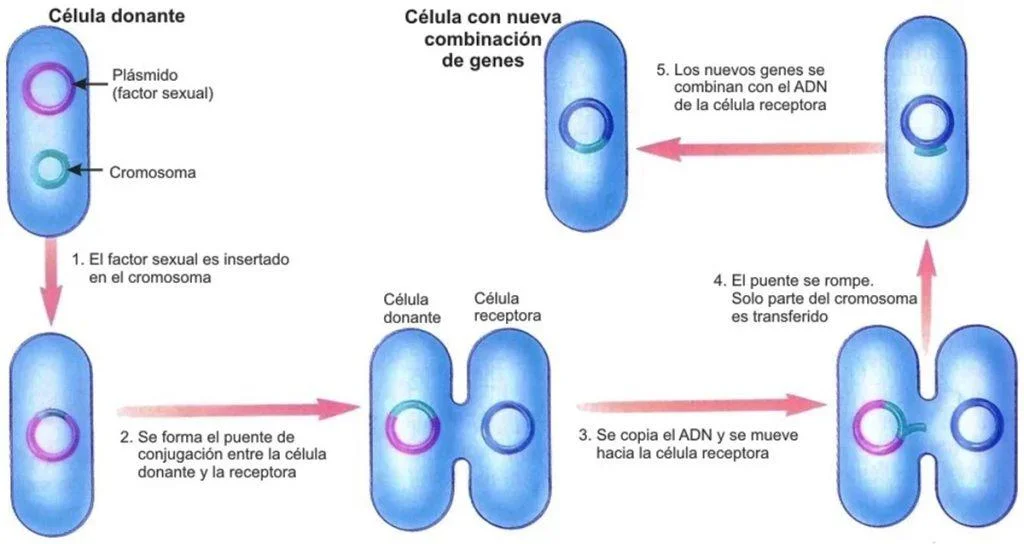 Reproducción en bacterias