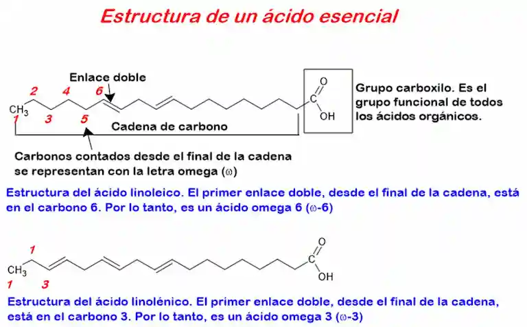 Estructura de los ácidos esenciales.