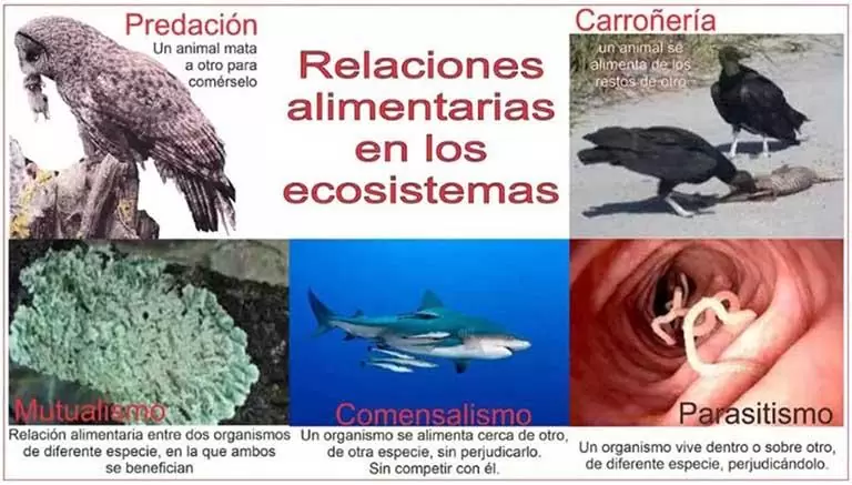 Relaciones alimentarias
