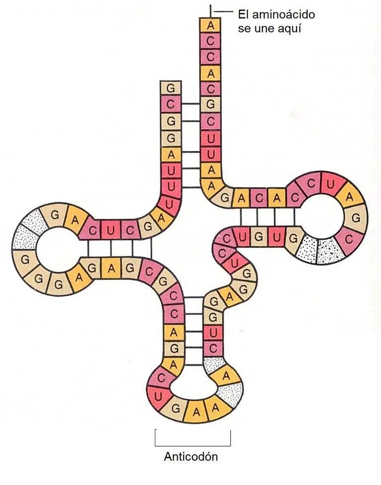 Estructura Y Función Del Arn Transcripción Y Traducción