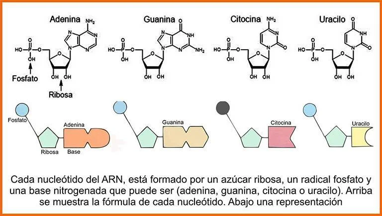 Estructura y función del ARN