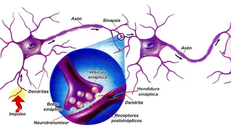 Neurotransmisores