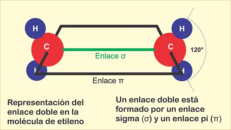 Doble enlace de los alquenos