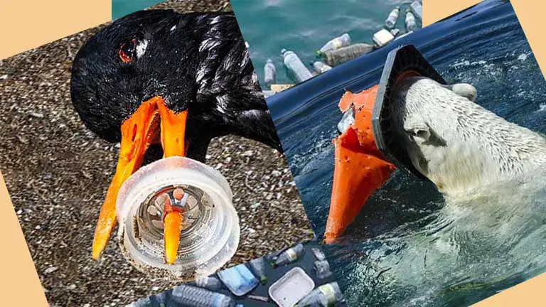 Animales atorados en los plásticos