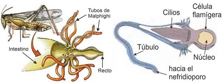 La excreción