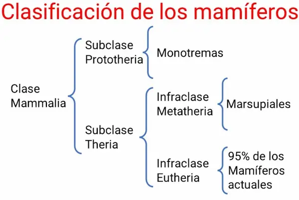Clasificación de los mamíferos