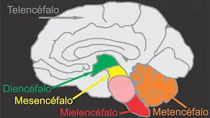 Encéfalo de los mamíferos