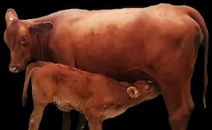 Vaca amamantando