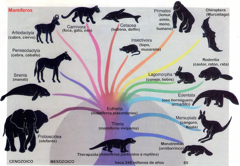 evolución de los mamíferos