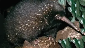 Equidna Zaglossus bartoni