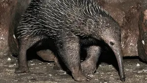 Zaglossus bruijni. Otro representante de los monotremas.