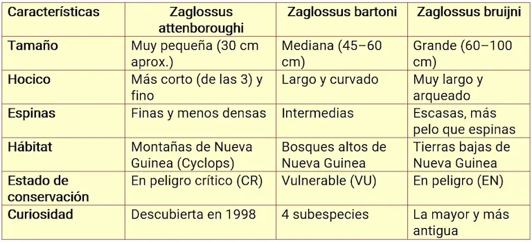 Características de los equidnas. Un tipo de monotrema