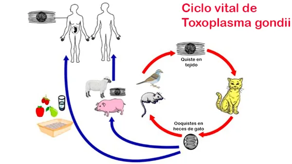 Ciclo biológico del toxoplasma